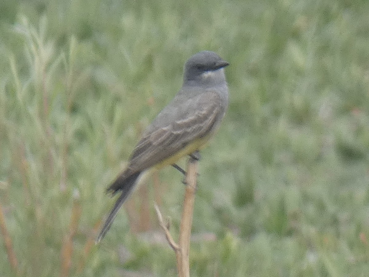 Cassin's Kingbird - ML618128289