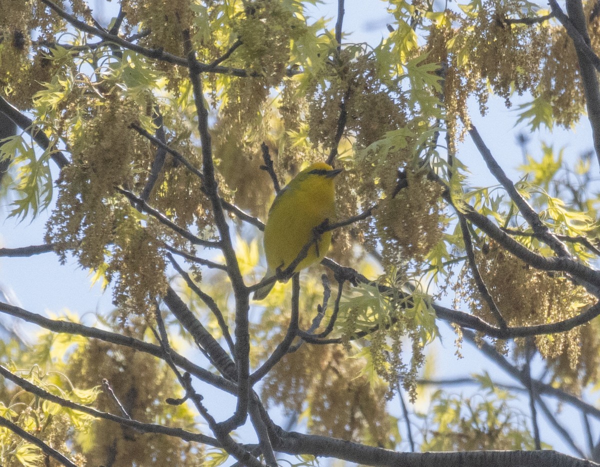 Blue-winged Warbler - MCHL ____