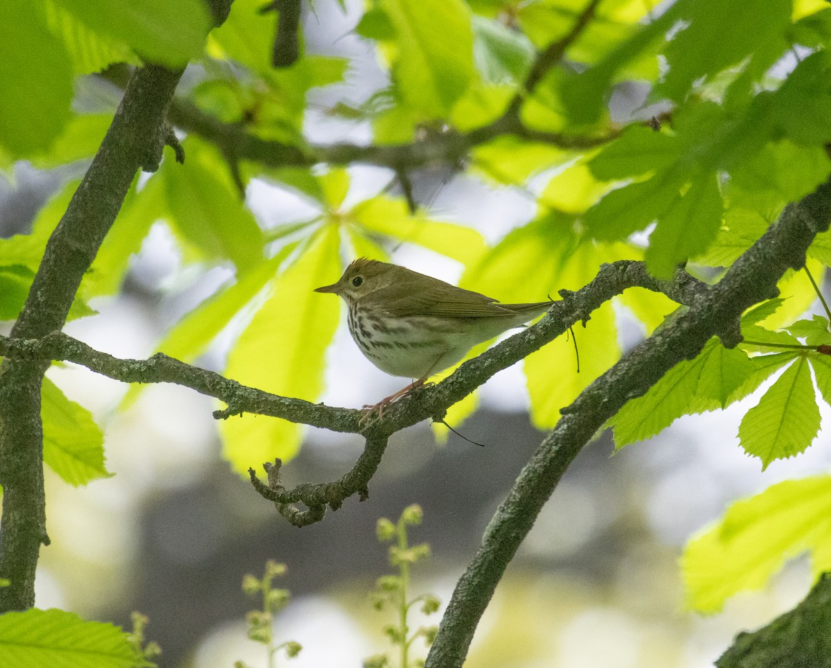 Ovenbird - MCHL ____