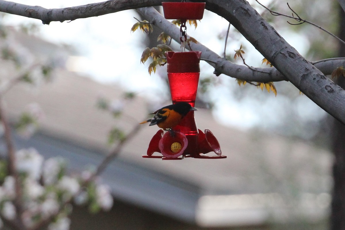 Baltimore Oriole - Hank Taliaferro