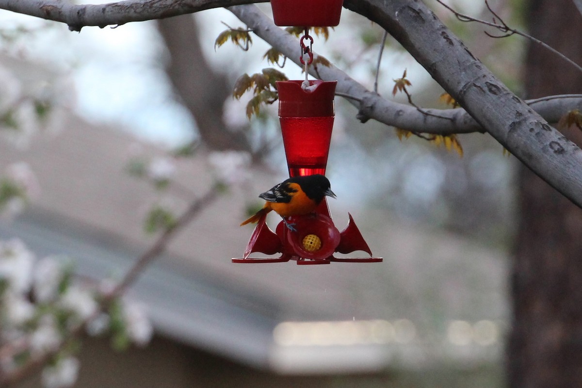 Baltimore Oriole - Hank Taliaferro