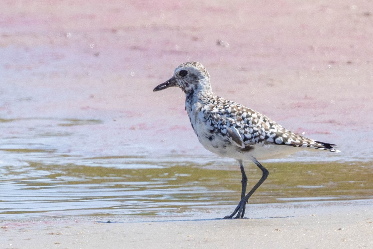 Black-bellied Plover - Linda McNulty