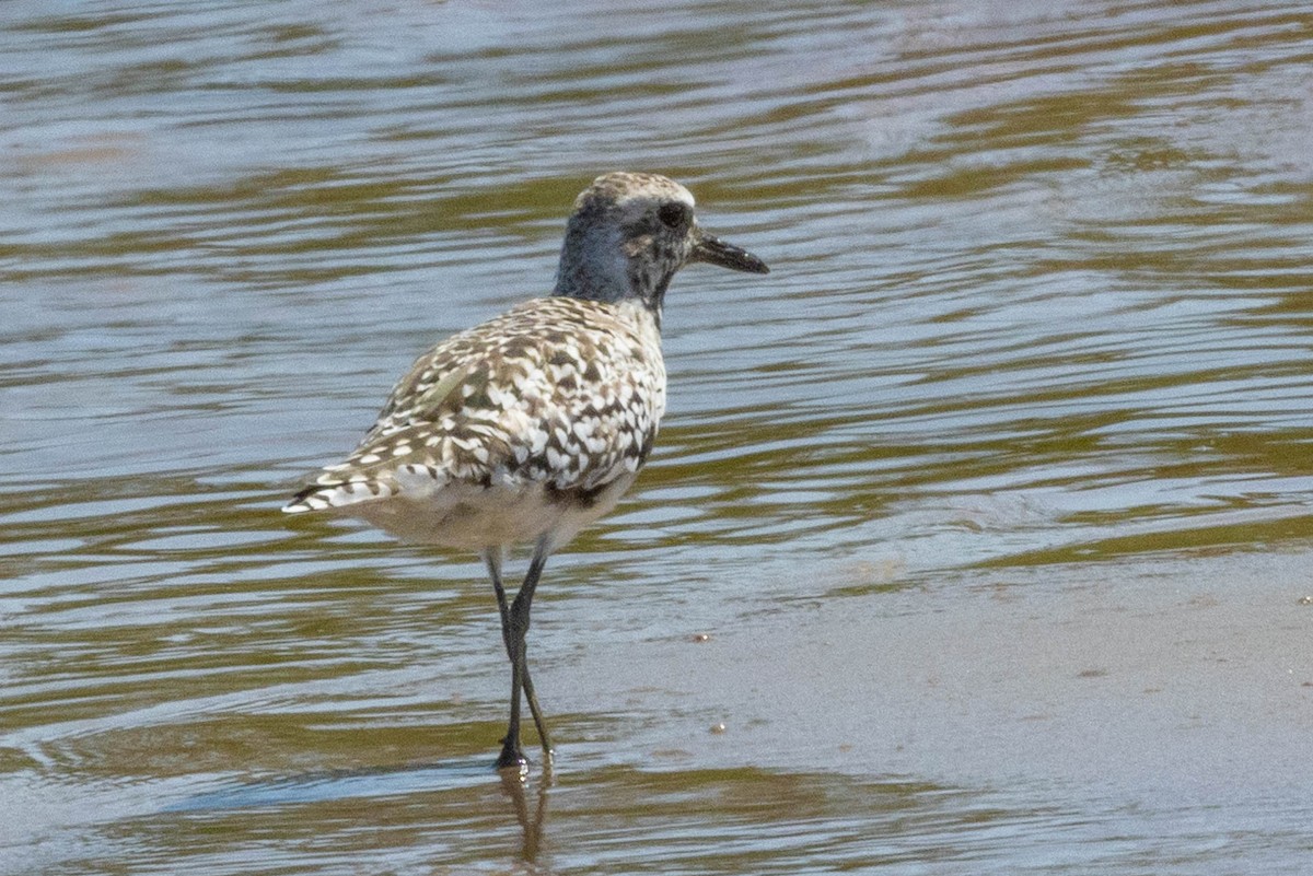 Black-bellied Plover - Linda McNulty