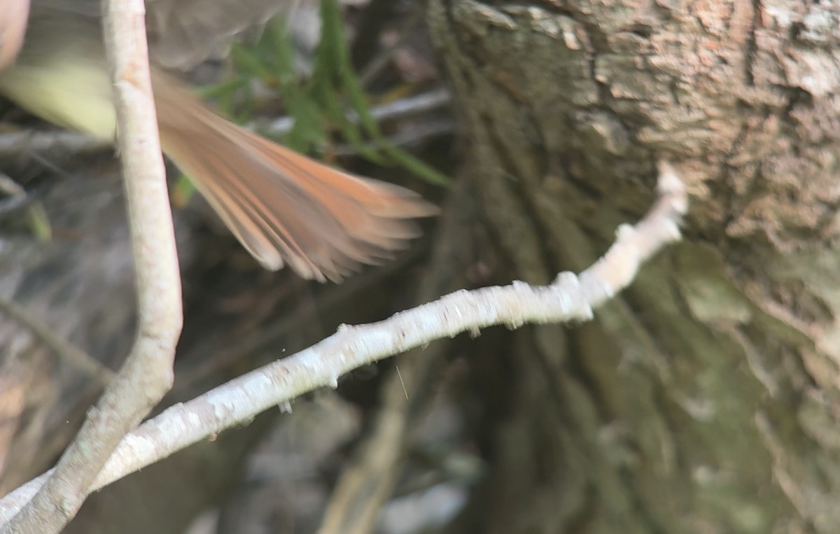 Nutting's Flycatcher - Janice Travis