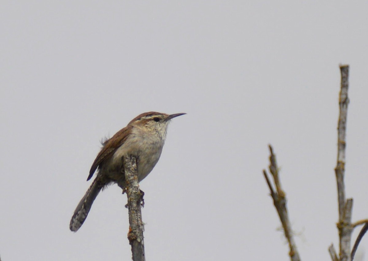 Bewick's Wren - ML618128332