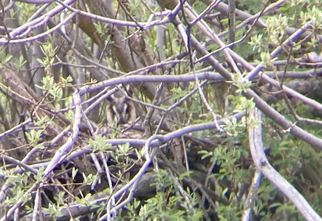 Long-eared Owl - Rowan Young-McMurchie