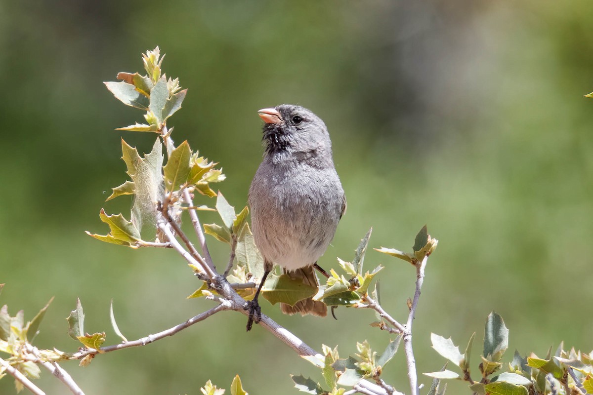 Black-chinned Sparrow - ML618128341
