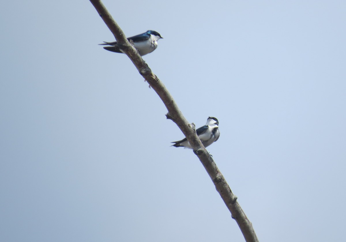 Golondrina Bicolor - ML618128342