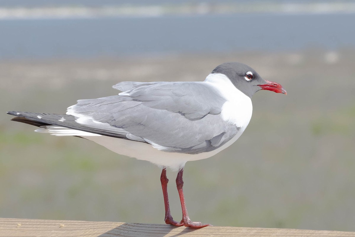 Laughing Gull - Linda McNulty