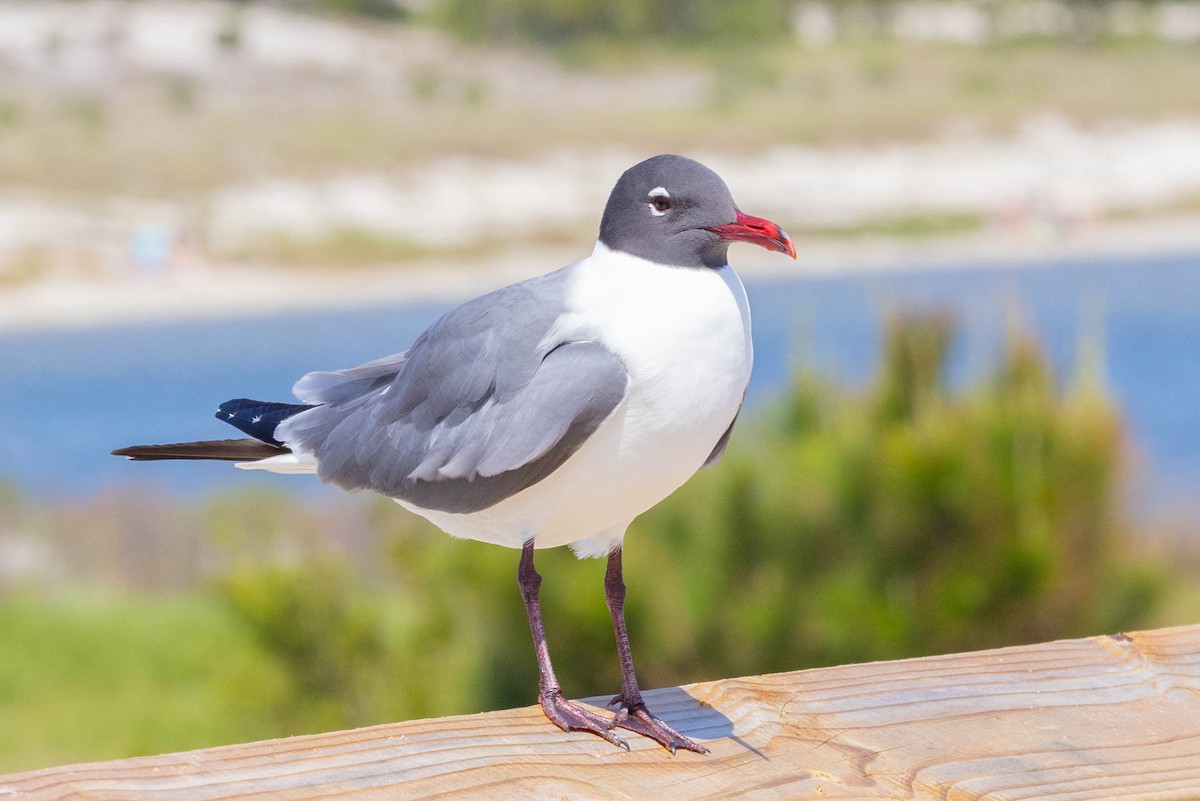 Laughing Gull - Linda McNulty