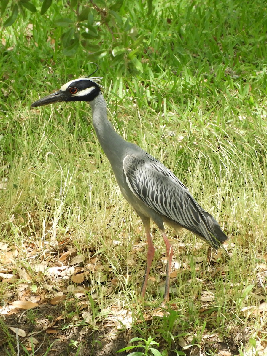 Yellow-crowned Night Heron - Kyleigh Godsey