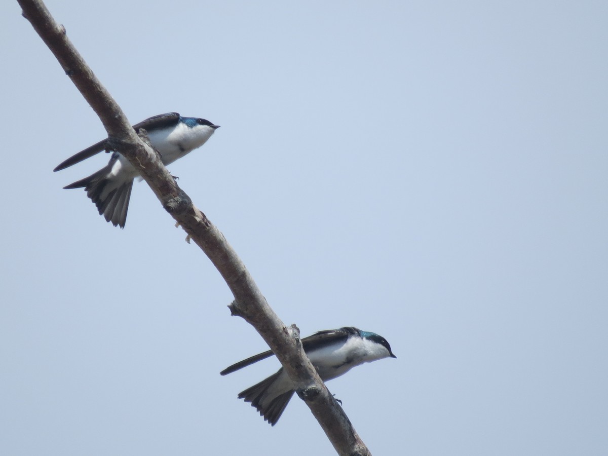 Golondrina Bicolor - ML618128362