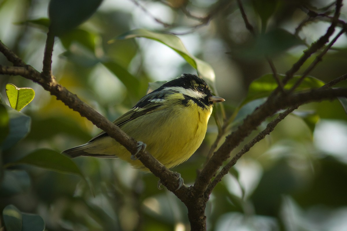 Yellow-bellied Tit - ML618128376