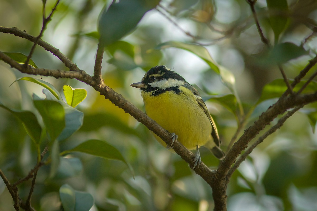 Yellow-bellied Tit - ML618128377