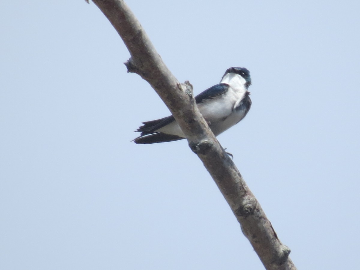 Golondrina Bicolor - ML618128379