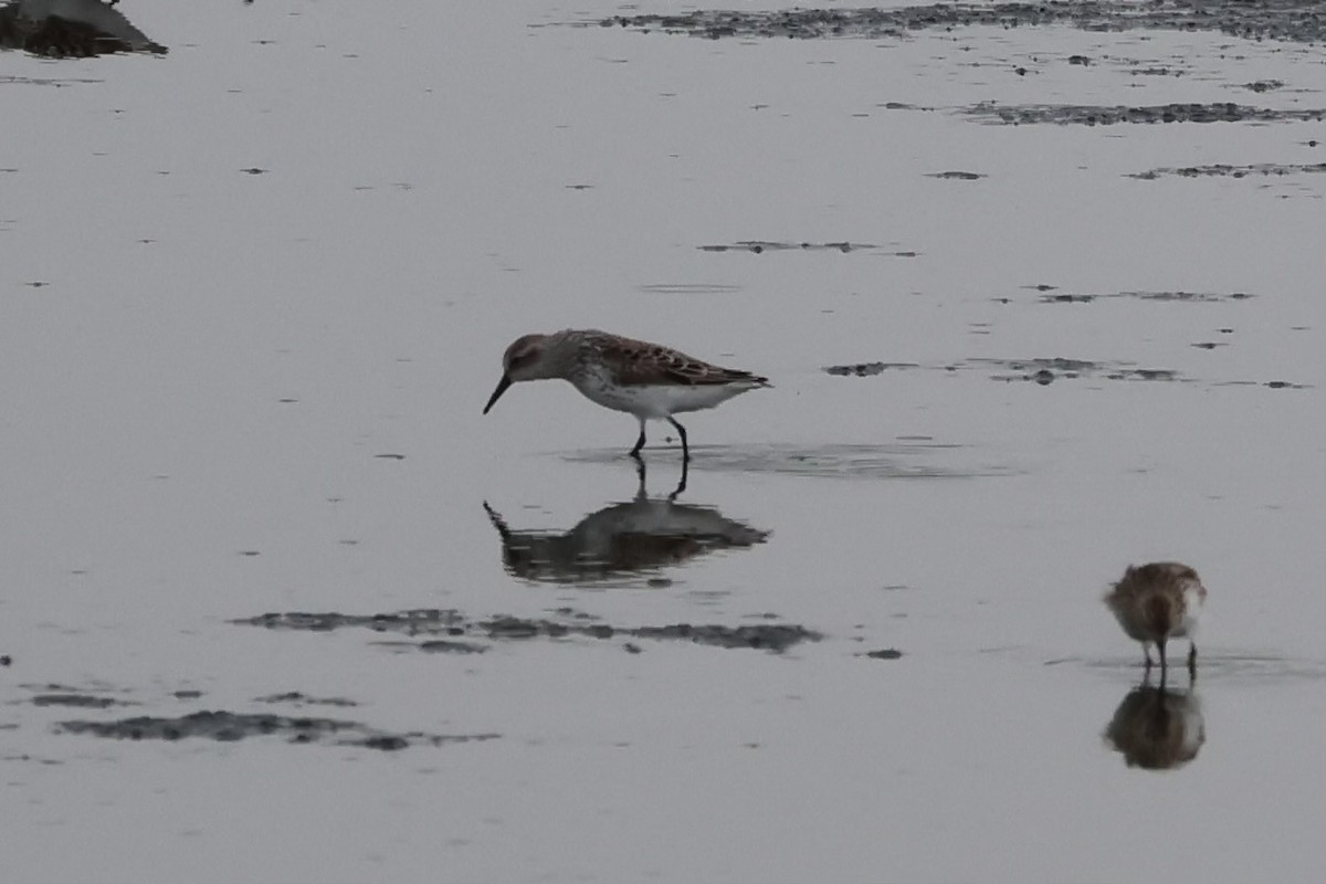 Western Sandpiper - Adrian Hall