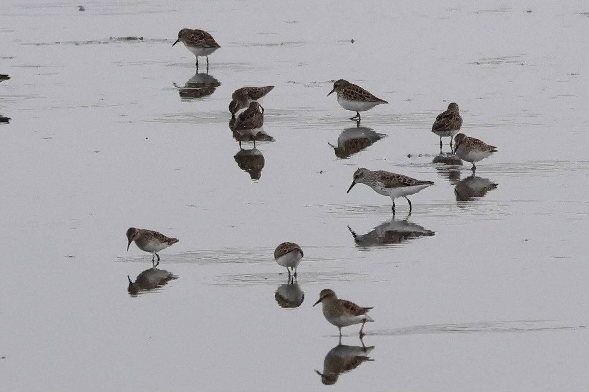 Western Sandpiper - Adrian Hall