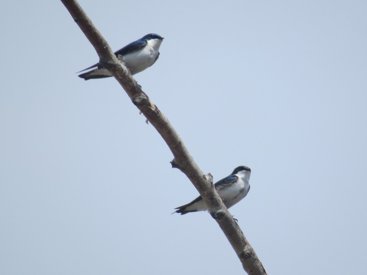 Golondrina Bicolor - ML618128400