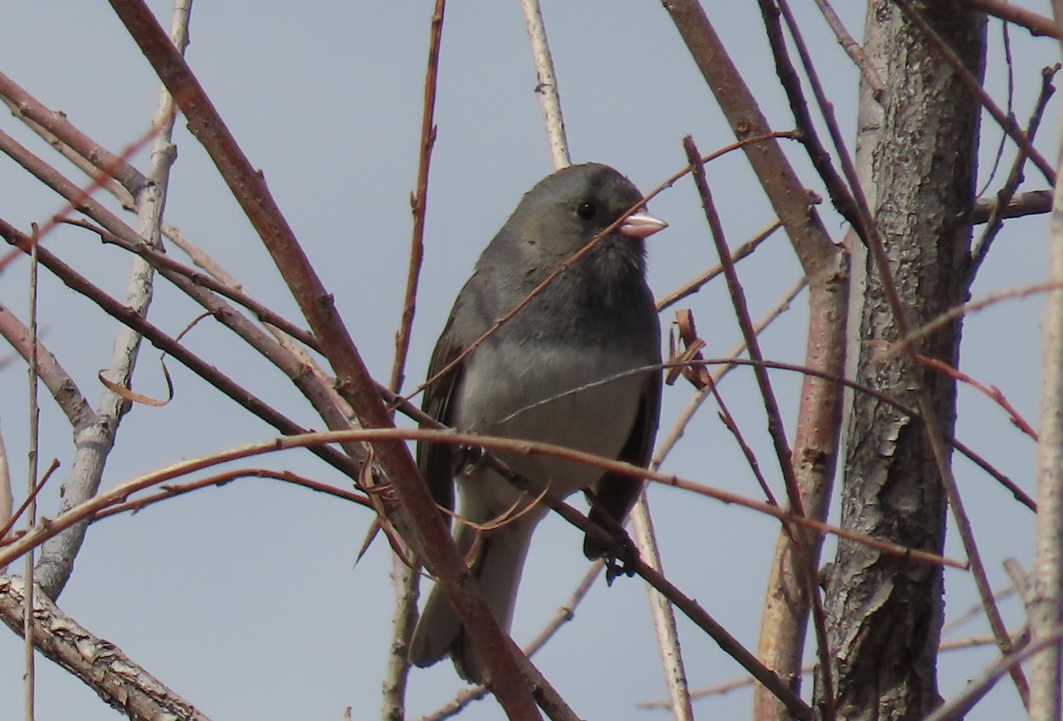 Dark-eyed Junco - Alfred Scott