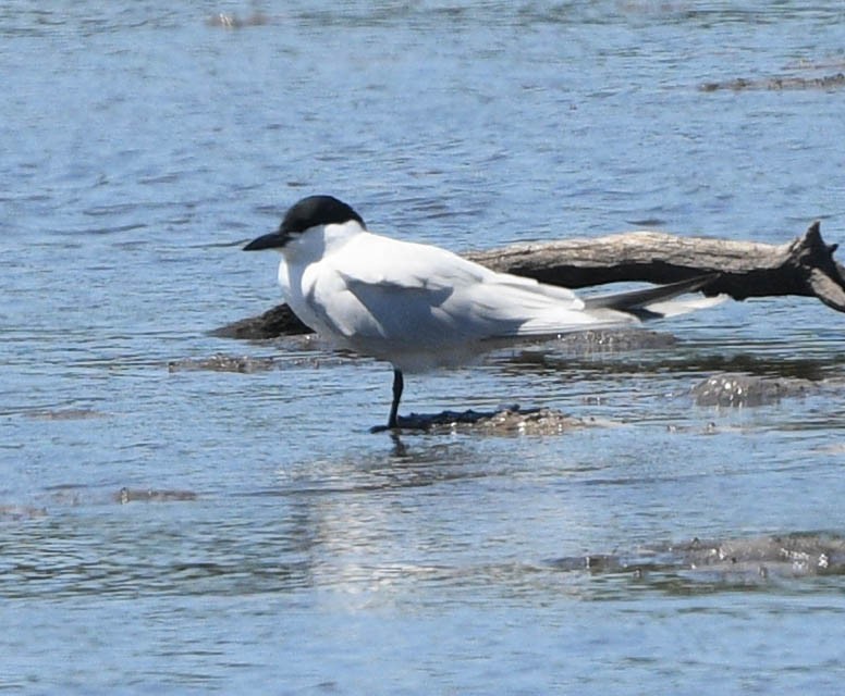 Gull-billed Tern - ML618128403