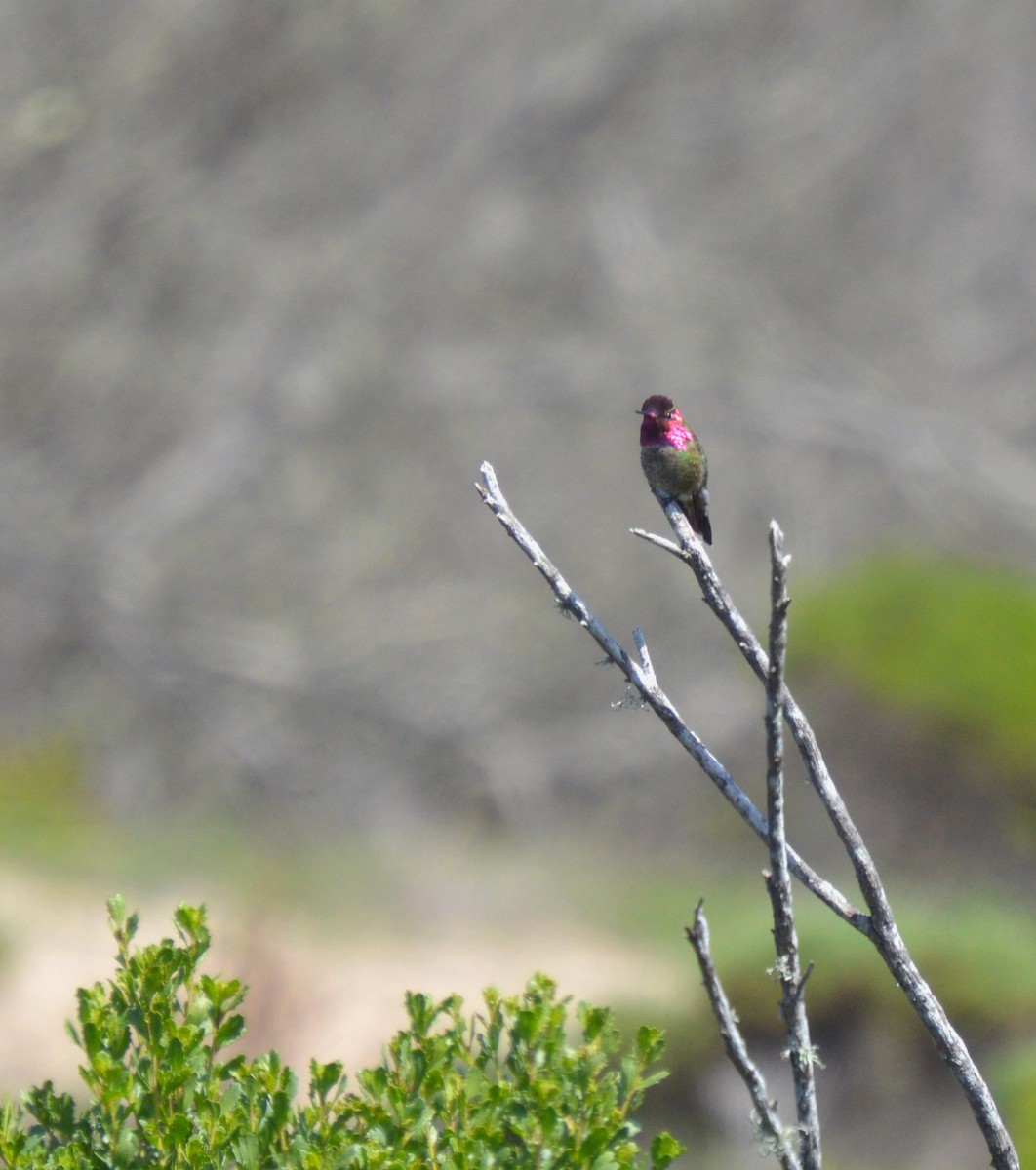 Anna's Hummingbird - ML618128405