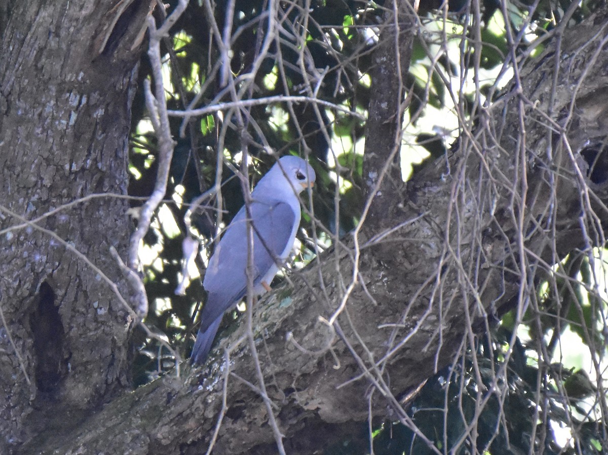 Gray Goshawk - ML618128415