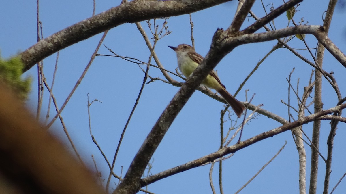 Brown-crested Flycatcher - Diego Ramírez