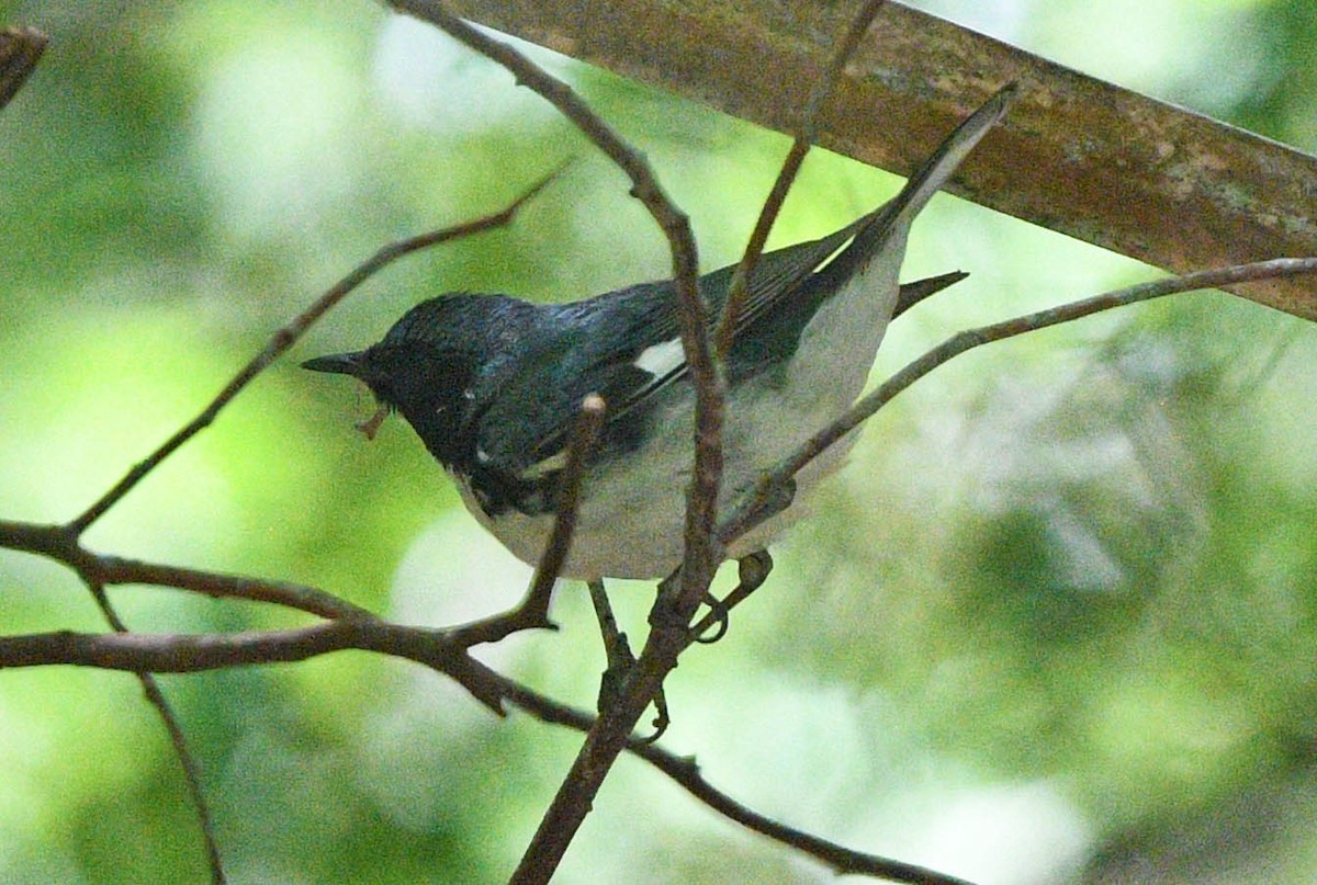 Black-throated Blue Warbler - ML618128425