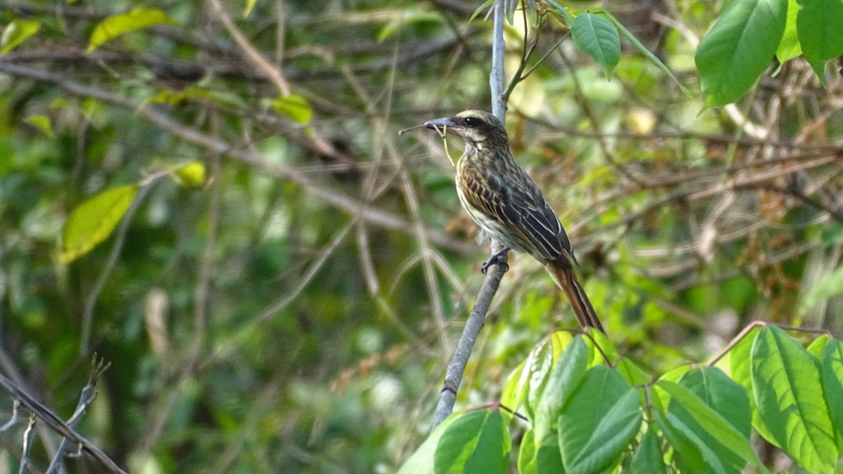 Streaked Flycatcher - Diego Ramírez