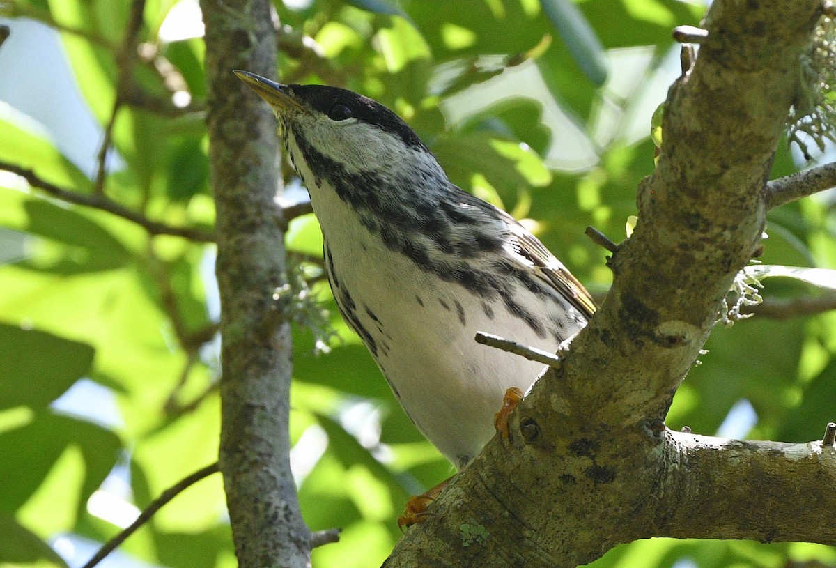 Paruline rayée - ML618128442