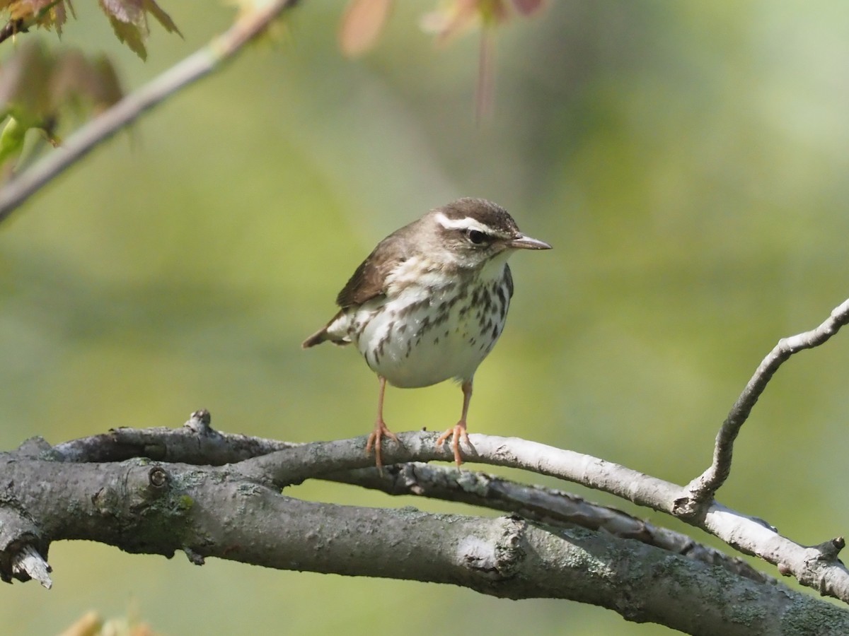 Louisiana Waterthrush - David Ayer