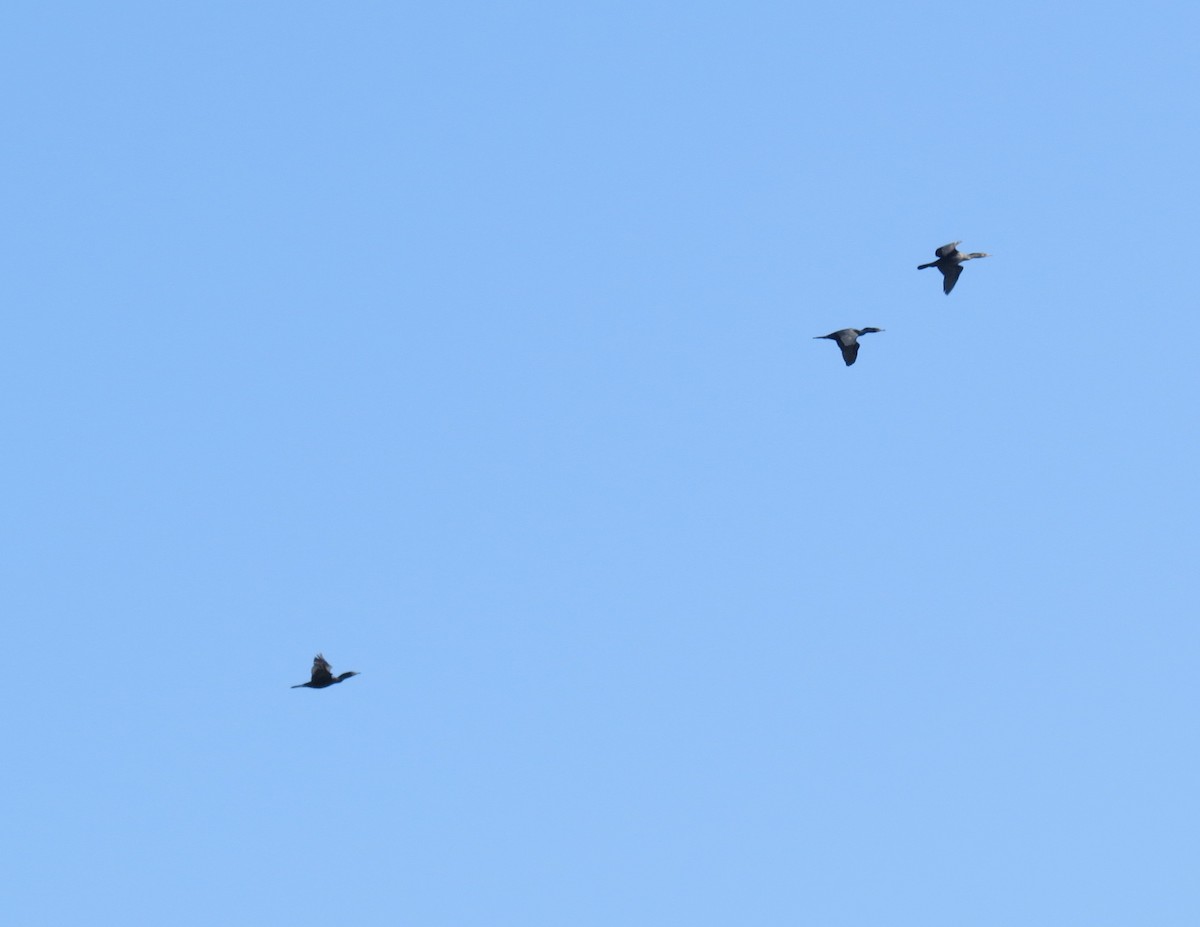 Double-crested Cormorant - ML618128451