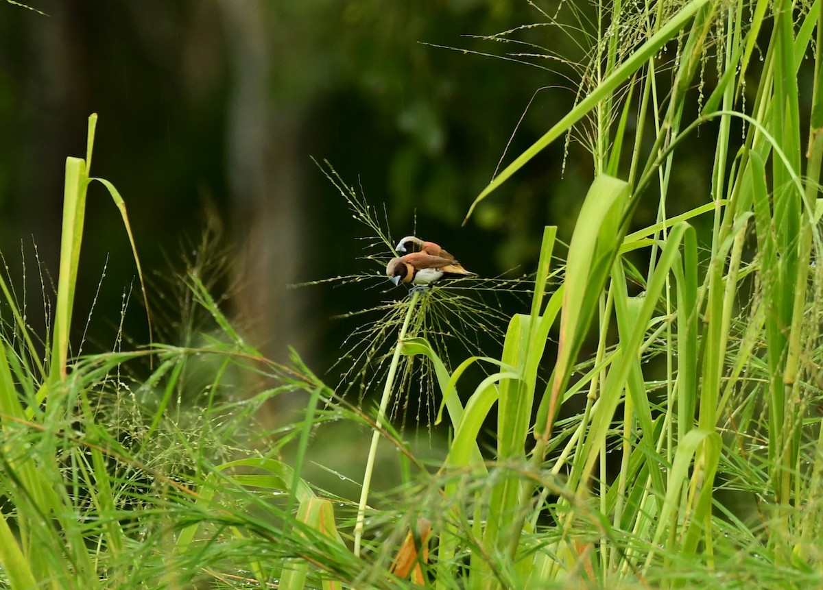 Chestnut-breasted Munia - Sabine Decamp