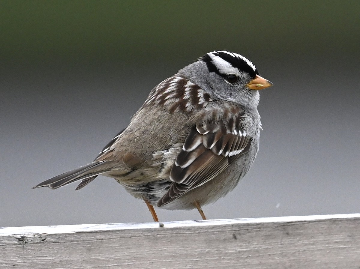 White-crowned Sparrow - ML618128461