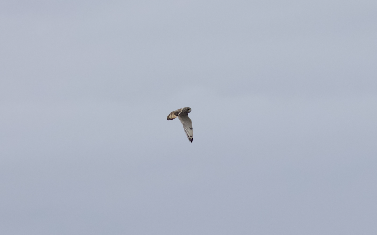 Short-eared Owl - François-Xavier Grandmont