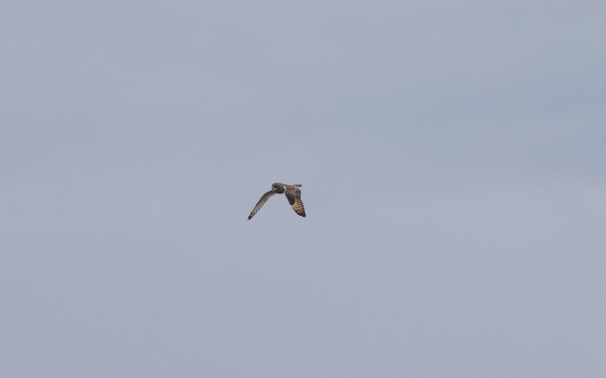 Short-eared Owl - François-Xavier Grandmont