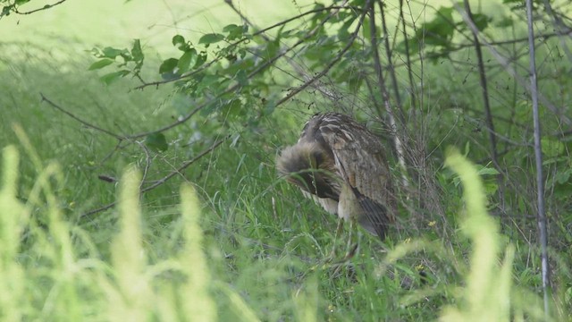 American Bittern - ML618128475