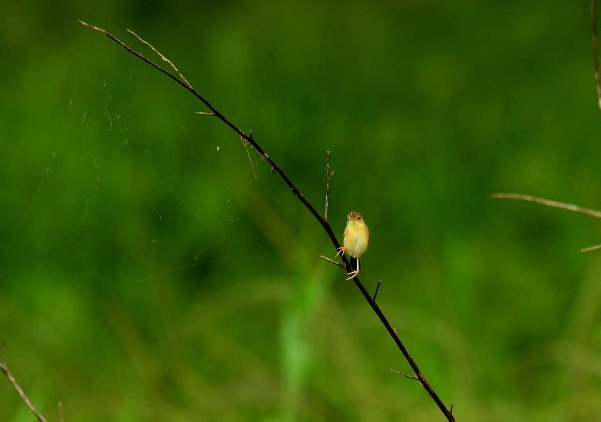 Golden-headed Cisticola - Sabine Decamp