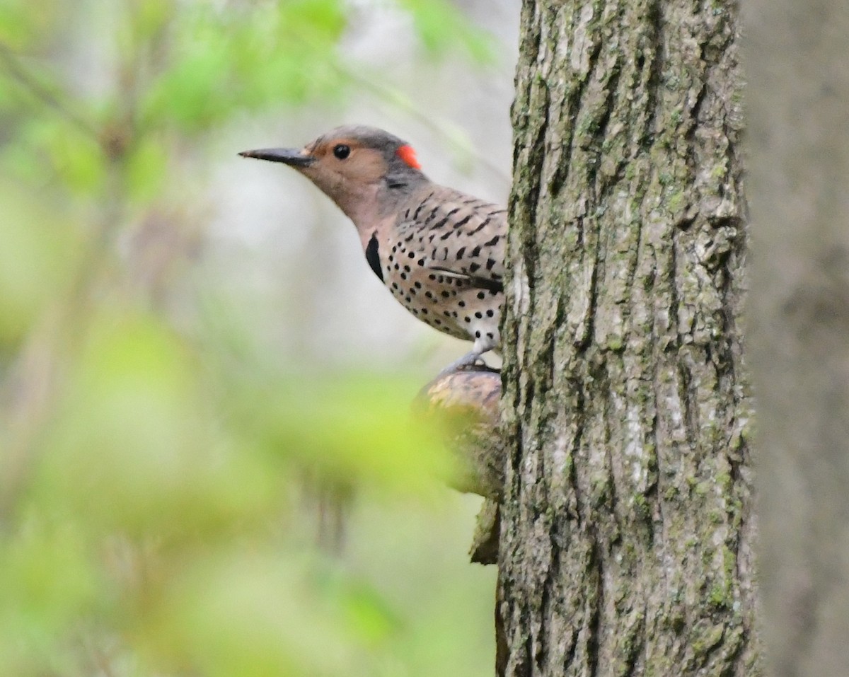 Northern Flicker - James Bozeman