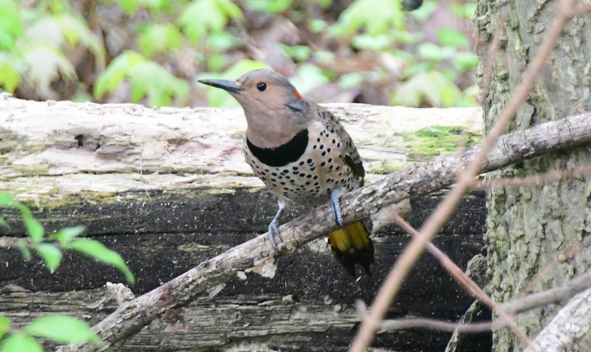 Northern Flicker - ML618128490