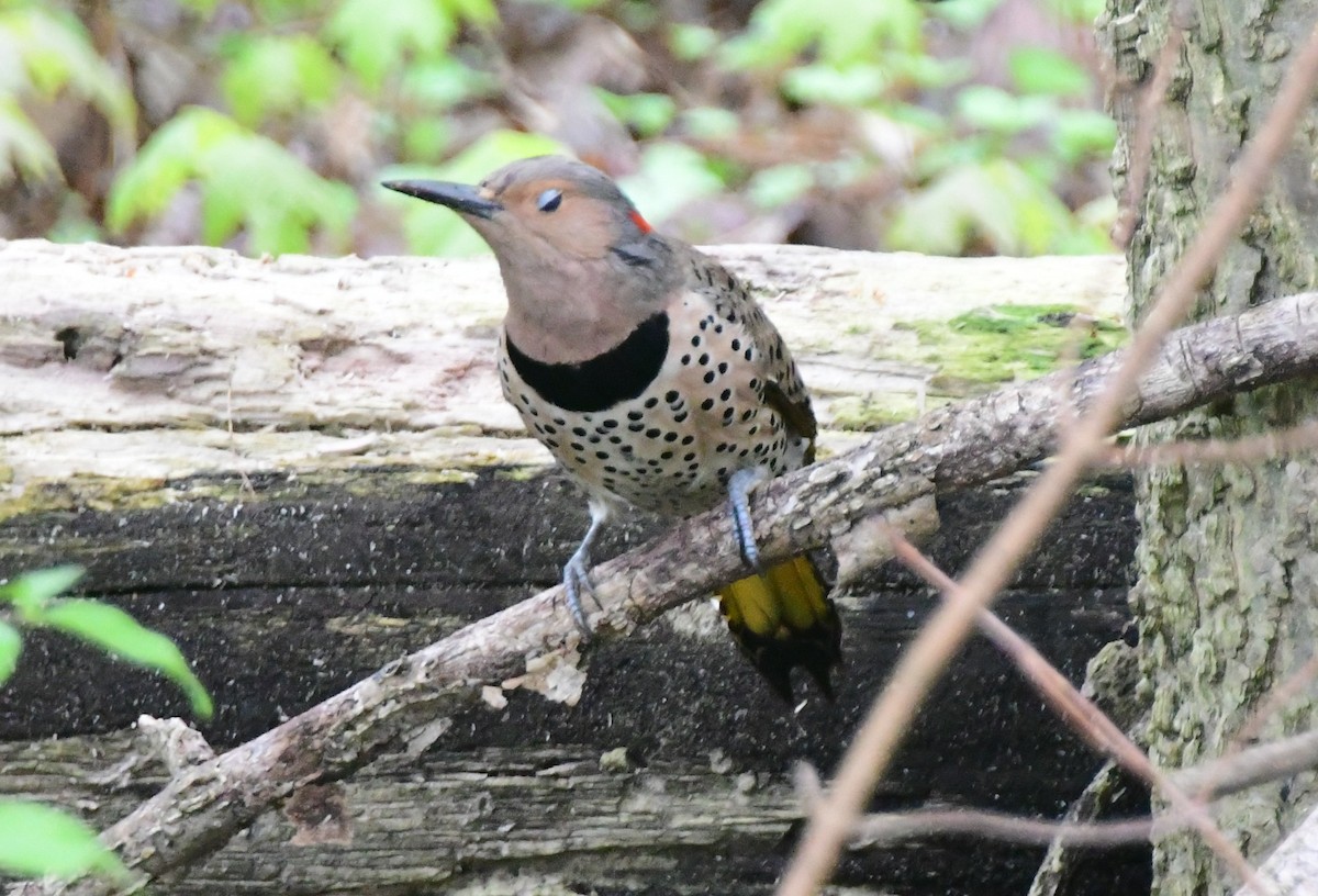 Northern Flicker - ML618128491
