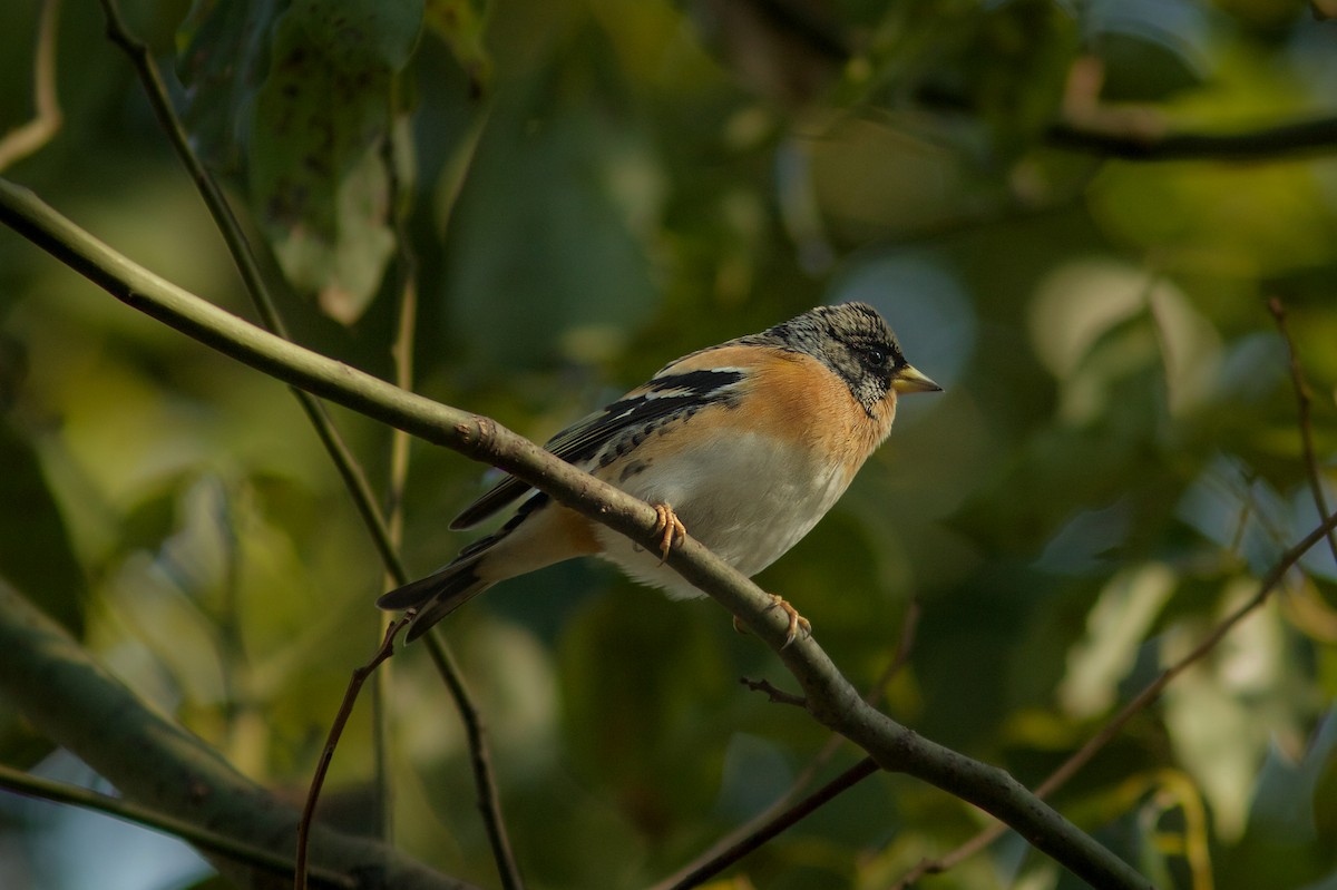 Brambling - Morten Lisse