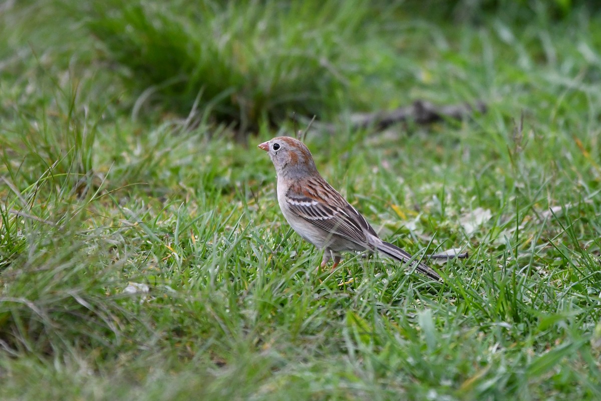 Field Sparrow - Michael Asher