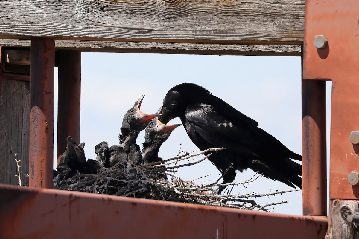 Common Raven - Linda Widdop