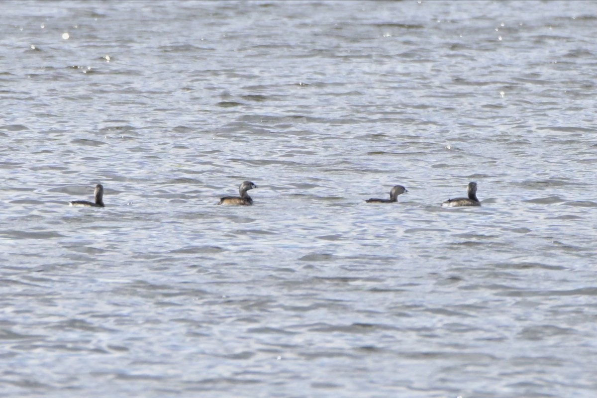 Pied-billed Grebe - Josiah Santiago