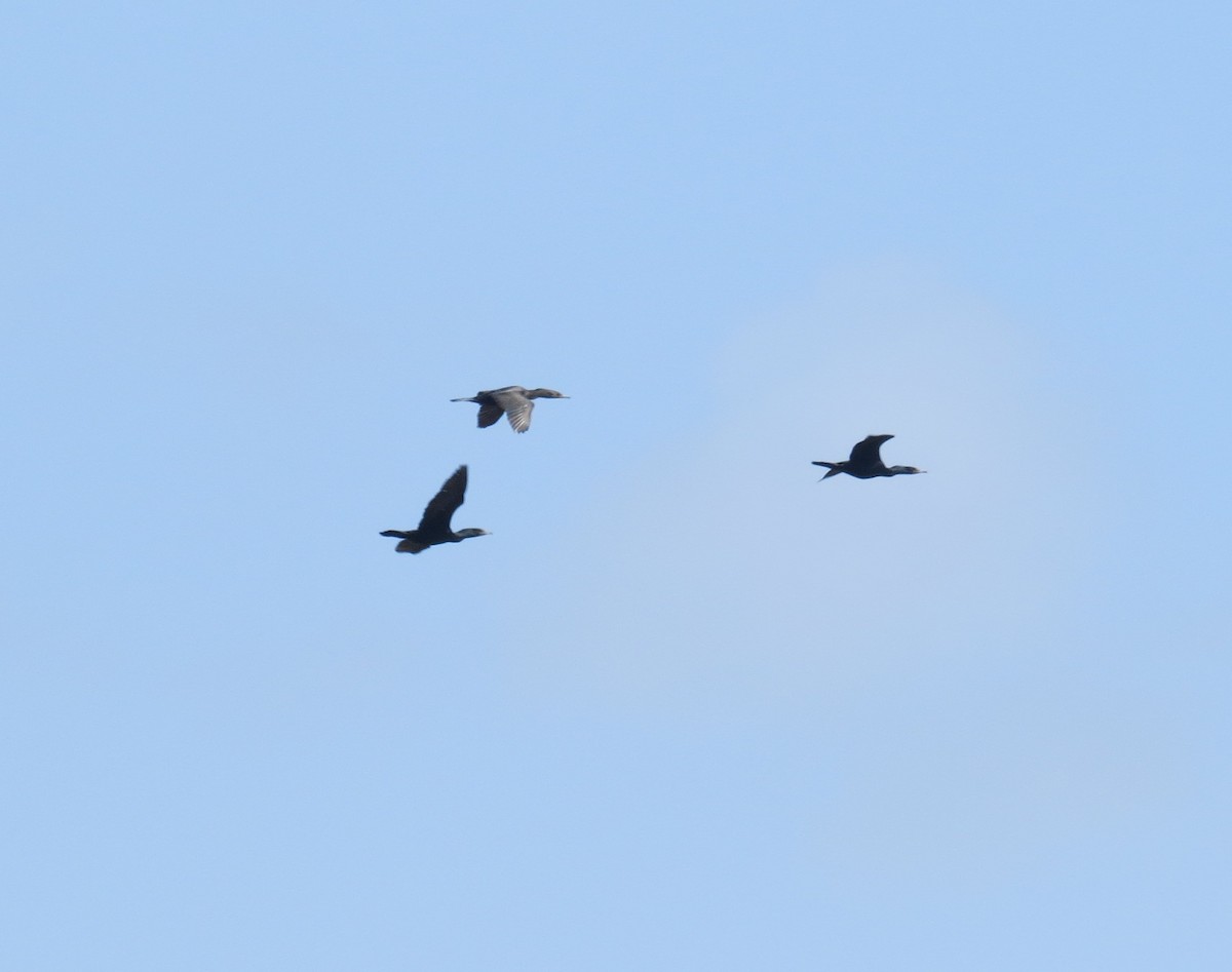 Double-crested Cormorant - ML618128538