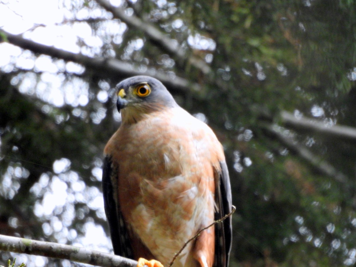 Sharp-shinned Hawk - Juan Carlos Cano Aguilera