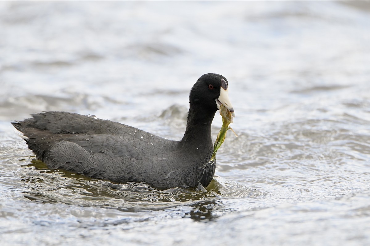 American Coot - Josiah Santiago