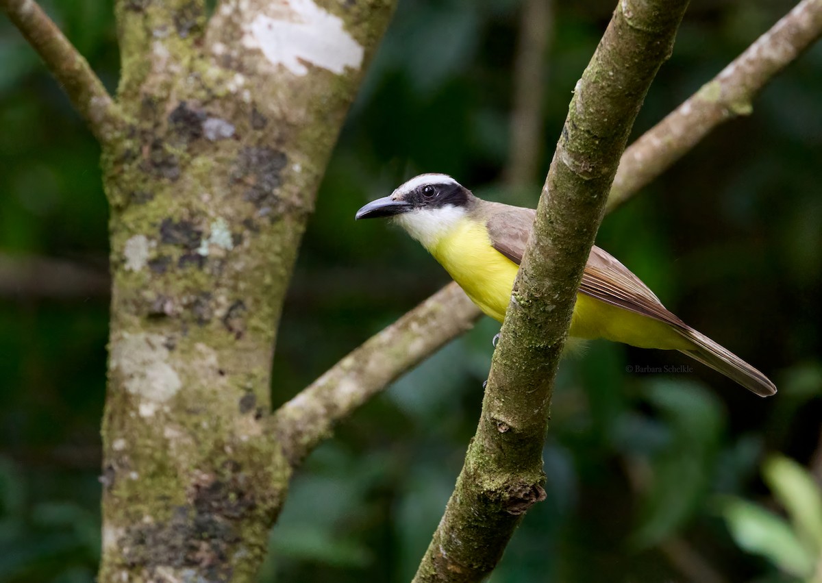 Boat-billed Flycatcher - Barbara S