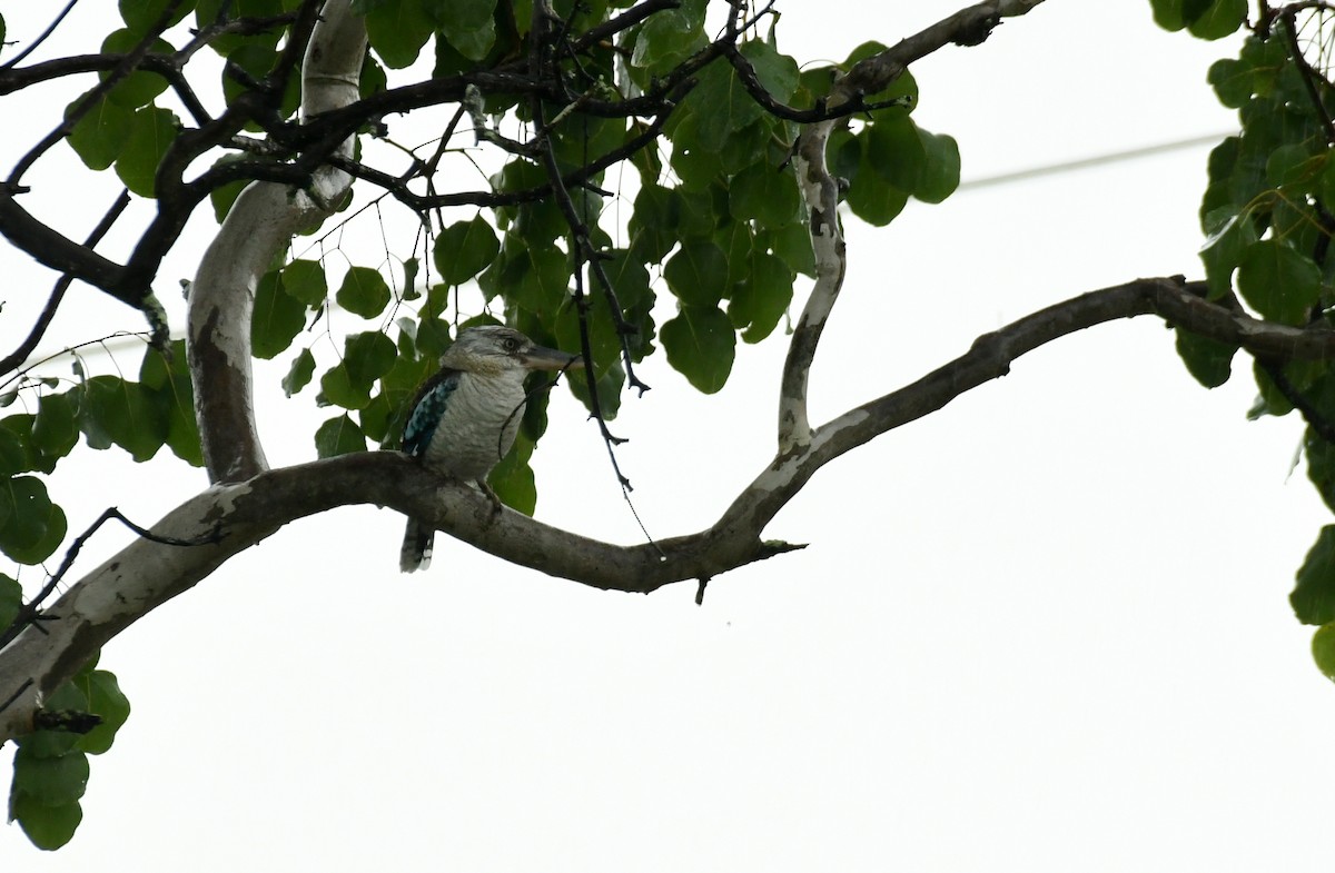 Blue-winged Kookaburra - Sabine Decamp